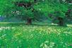 Zagospodarowanie przestrzenne terenów zielonych KATOWICE, śląskie