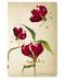 Notatnik Paperblanks Mini Painted Botanicals Gloriosa Lily linie