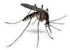 Zwalczanie Odkomarzanie Tępienie  komarów  meszek os i szerszeni uciążliwych owadów latających